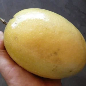 Chanh dây khổng lồ